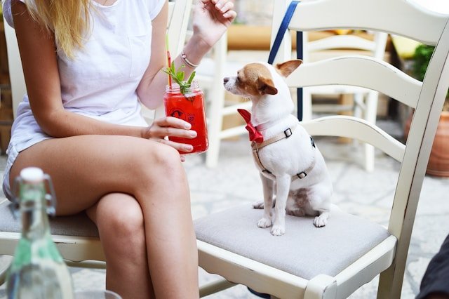 When searching for a dog friendly bar near me, it's important to consider establishments that not only welcome your furry friend but also provide a safe and enjoyable atmosphere for both of you.