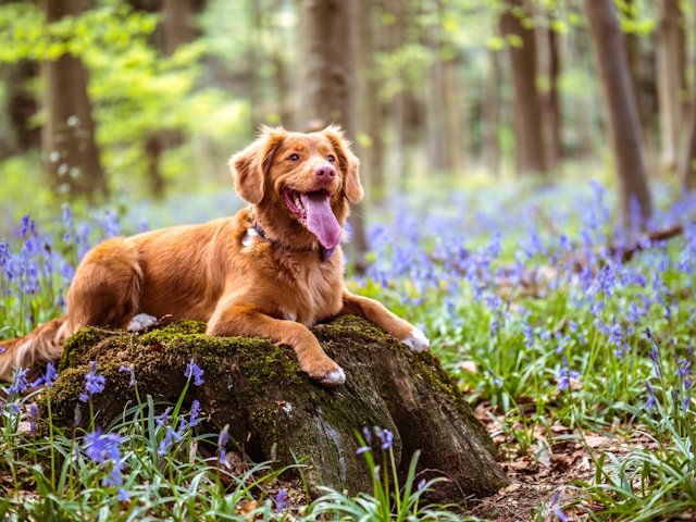  If you're searching for dog friendly hiking trails near me, look no further! In this guide, we'll explore some of the best trails where you and your pup can enjoy a scenic hike together.