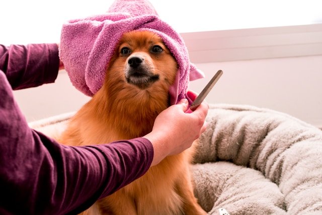 If you’re seeking top notch care and pampering for your furry friend, look no further than Best Friends Dog Grooming.