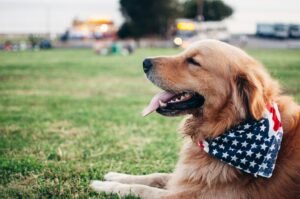 the concept of dog friendly gyms near me has gained popularity among fitness enthusiasts and pet lovers alike