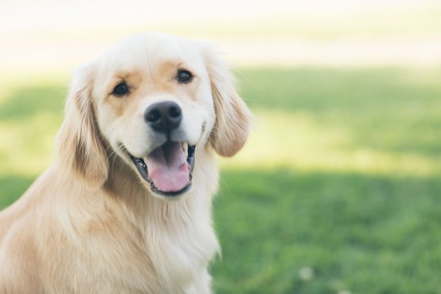 Traveling with a furry companion can enhance any adventure, especially when exploring the scenic wonders of dog friendly hotels San Luis Obispo.