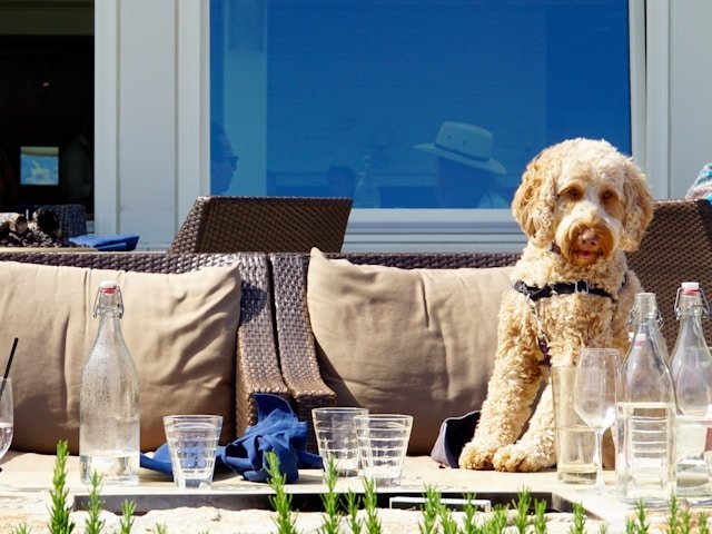 Charlotte boasts a variety of dog friendly restaurants charlotte where you and your pup can enjoy a meal together.