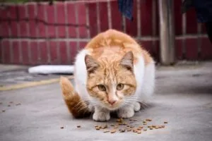 iAMS Indoor Cat Food 22 lbs is specially formulated to meet the dietary needs of indoor cats, providing balanced nutrition for a healthy and active lifestyle.